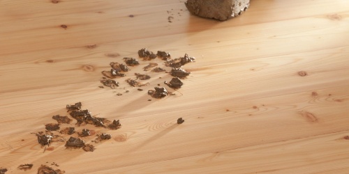 Dřevěné podlahy Feel Wood Sibiřský modřín detail