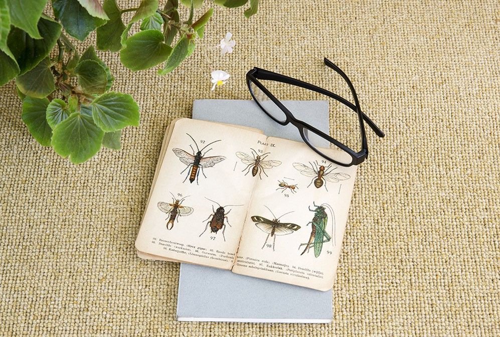 Vlněné koberce Edel Telenzo Centre Point